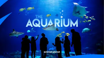 The Aquarium