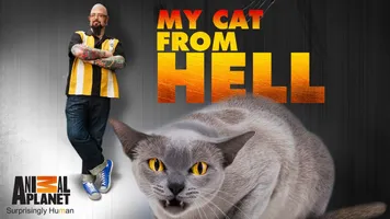 My Cat From Hell Animal Planet
