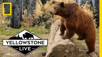 Yellowstone Live TV Show Cancelled?